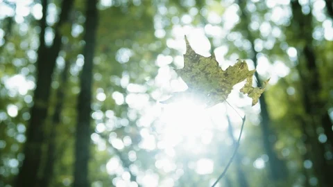 Single Fall Leaf In Front Of The Sun Stock Footage 117123099