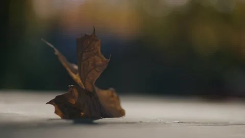 Single Fall Leaf Stuck Between Wood with Trees in Background Stock Footage 248216076