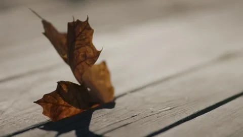 Single Fall Leaf Stuck Between Wood Stock Footage 248216459