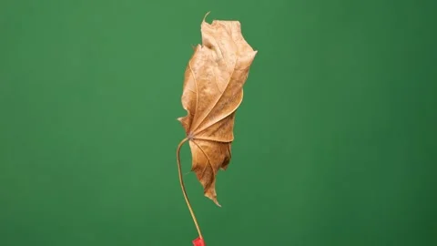 A single fall leaf twirls against a uniform backdrop, perfect for green scr.. Stock Footage 256213070