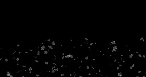 A single fall of a pile of snowflakes on a black background Stock Footage 311541234
