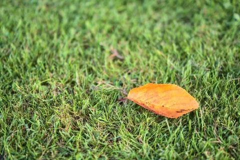 Single fallen autumn cherry tree leaf on the grass Stock Photos