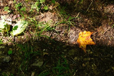 A single fallen autumn maple leaf vibrant yellow and orange rests on forest Fotos Stock