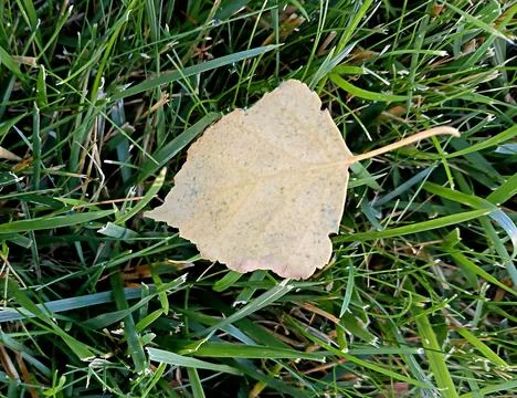 Single fallen dry birch leaf on lush green grass lawn Stock Photos