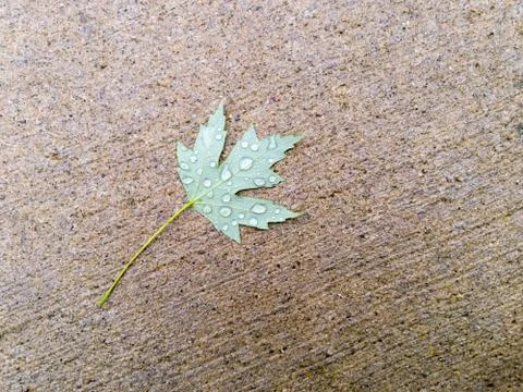 Single fallen green maple leaf with raindrops Stock Photos