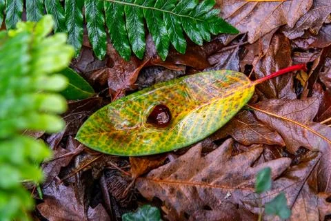 A single fallen leaf wet with rain in December Stock Photos