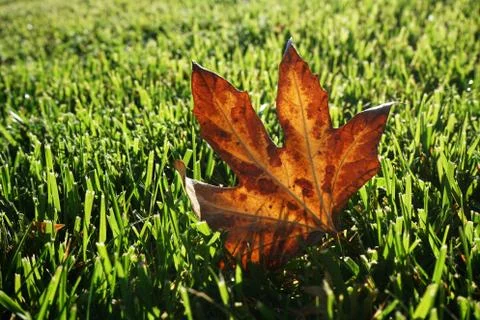 Single fallen oak leaf on green grass Stock Photos