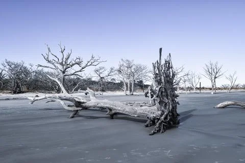 Single fallen tree Stock Photos