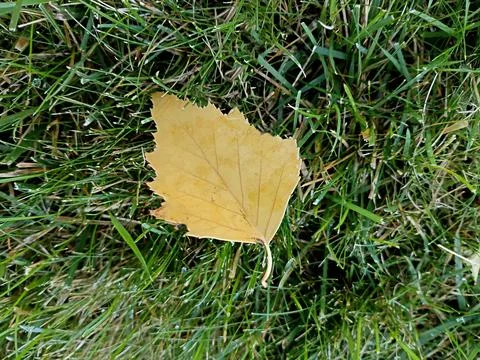 Single fallen yellow birch leaf resting on green lawn grass with autumn leaf Stock Photos