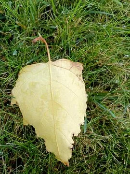 Single fallen yellow leaf resting on green garden grass Stock Photos