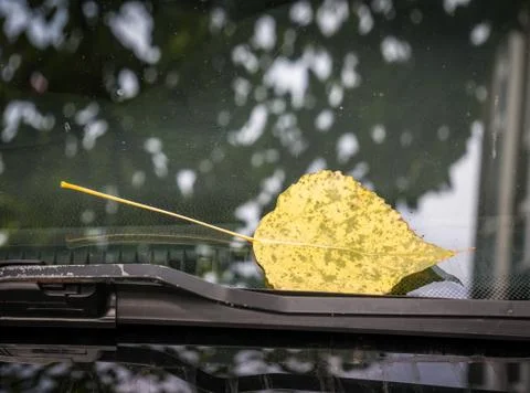 Single fallen yellow leaf on an windshield of a car. 스톡 사진