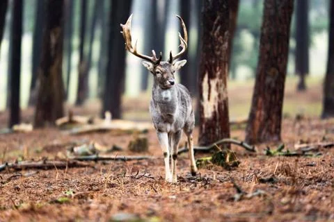 Single fallow deer buck standing in forest. Stock Photos