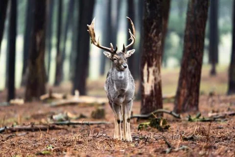 Single fallow deer buck standing in forest. Stock Photos