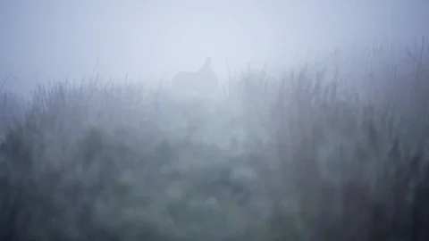 Single Fallow Deer (Dama dama) in morning mist. Stock Footage 122501242