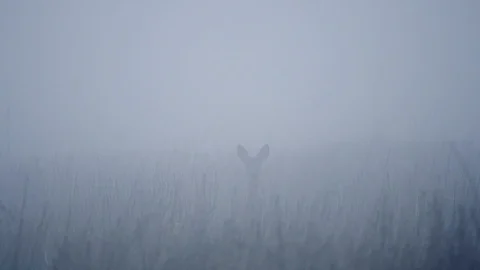 Single Fallow Deer (Dama dama) in morning mist. Stock Footage 122502359