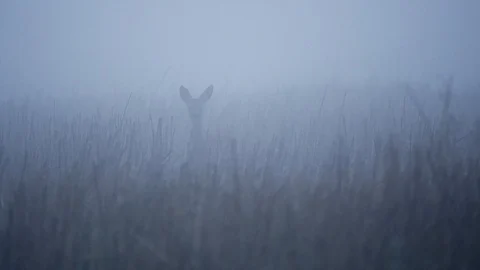 Single Fallow Deer (Dama dama) in morning mist. Vidéo 122502967