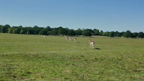 Single fallow deer running across open grass meadow under clear blue sky Stock Footage 309763496