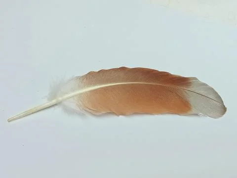 Single feather with copy space on white background Stock Photos