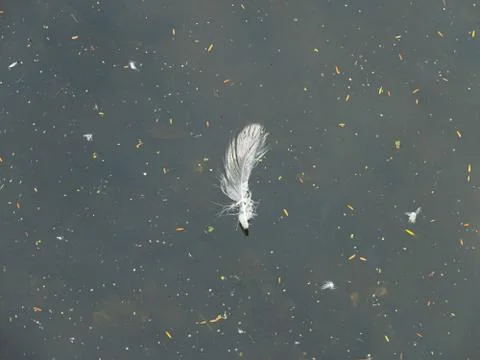 Single feather floating on the dirty water. Stock Photos