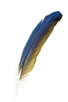A single feather of a parrot Stock Photos