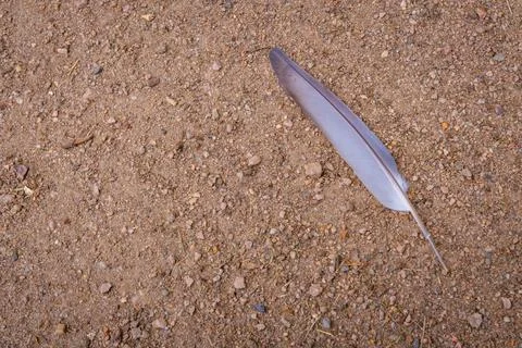 Single Feather Resting on Pebbled Ground Stock Photos