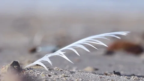 Single feather in wind on sandy ground, selective focus Stock Footage 104300320