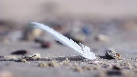 Single feather in wind on sandy ground, selective focus Stock Footage 104300430