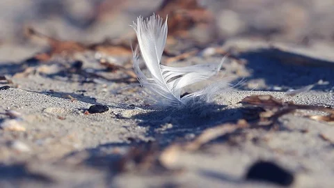 Single feather in wind on sandy ground, selective focus Stock Footage 104300443