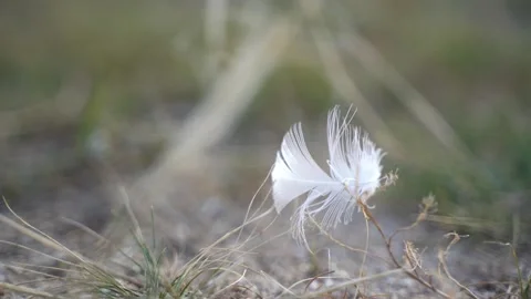 Single feather in wind waving on sandy ground, selective focus Stock Footage 132100295