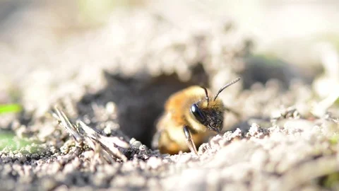 Single female mining bee in her hole on the ground Stock Footage 74725046