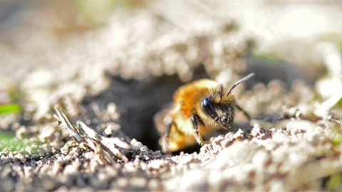 Single female mining bee in her hole on the ground Stock Footage 74725100