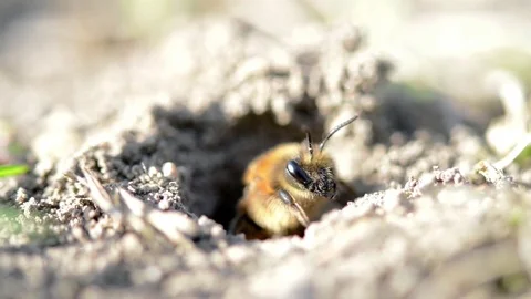 Single female mining bee in her hole on the ground Stock Footage 74725184