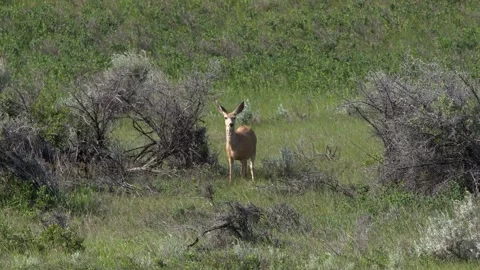 Single female mule deer by dry thorny bush on prairie looks at camera Stock Footage 338997048