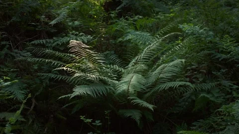 Single Fern Fan Catching First Sun in Dense Forest 4K Stock Footage 341849735