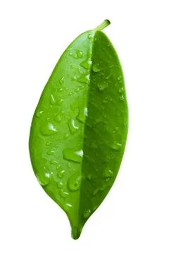 Single ficus leaf with droplets close up isolated on white background Stock Photos