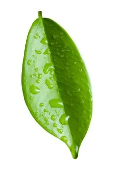 Single ficus leaf with droplets close up isolated on white background Fotos de archivo