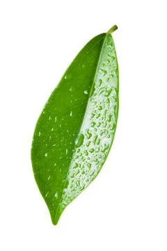 Single ficus leaf with droplets close up isolated on white background Stock Photos