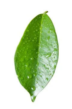 Single ficus leaf with droplets close up isolated on white background Stock Photos