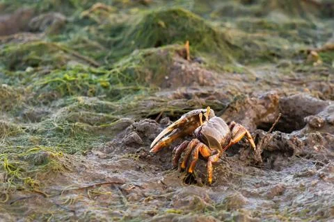 Single fiddler crab emerging from muddy burrow in sunlight. Fotos de archivo