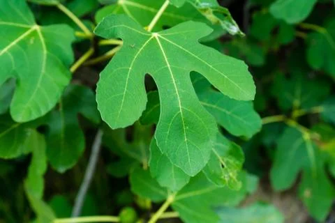Single fig moraceae leaf close up nice green Stock Photos
