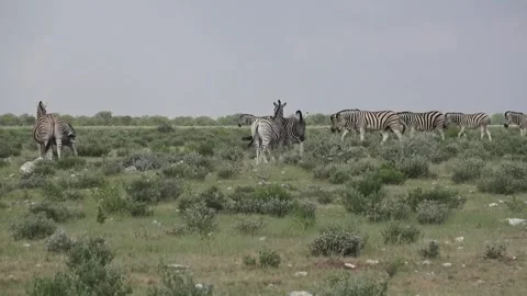 Single file forms behind a centre pair; move right-to-left — Part 17 스톡 동영상 320845740