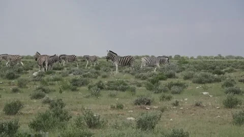 Single-file procession continues leftward — Part 18 Vidéo 320845742