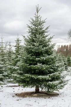  Single fire tree during winter with snow, group of fire trees in the back... Foto stock