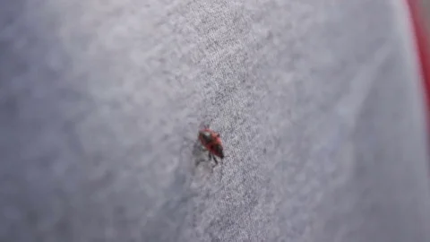 Single firebug on background closeup macro Stock Footage 73769569