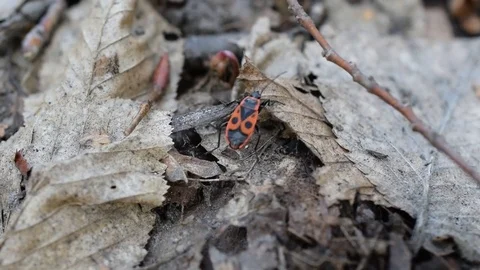 Single firebug in forest. Closeup macro Stock Footage 73828747
