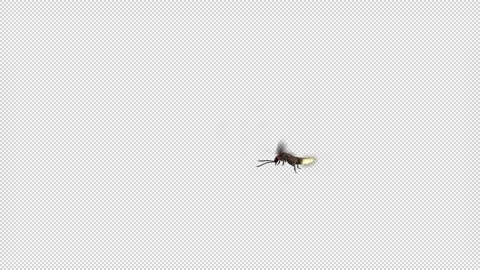 Single Firefly Flying Transparant MOV Stock Footage 242274492