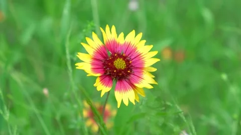 Single Firewheel or Indian Blanket (Gaillardia pulchella) flower Video stock 130483074