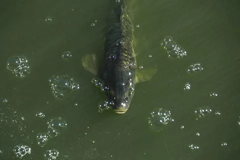 Single fish coming up for air Stock Photos