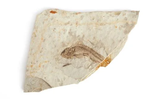 Single fish fossil Stock Photos