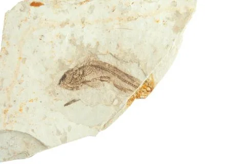 Single fish fossil Stock Photos